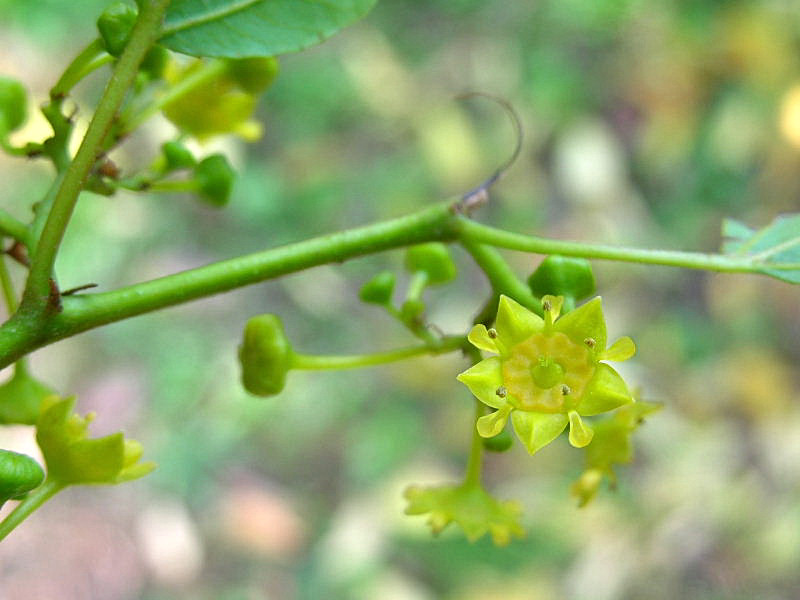 Paliurus spina-christi / Marruca